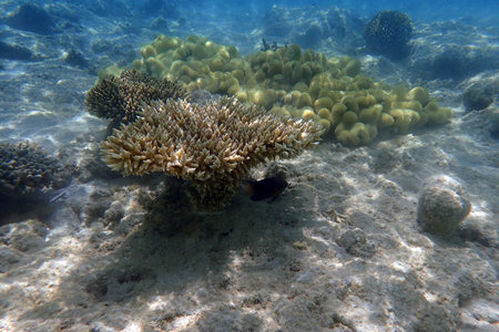 color marine life in the Red Sea Egypt, Hurghadaの写真素材
