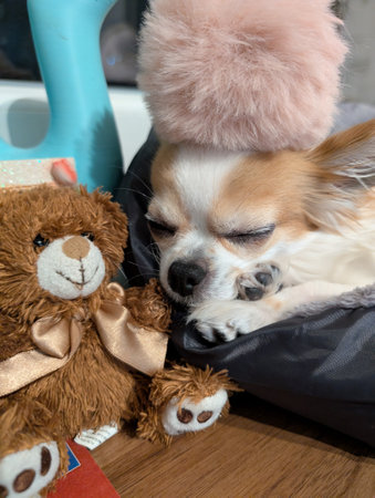 small chihuahua is resting with her toysの写真素材