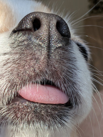 nice funny detail of small chihuahua headの写真素材