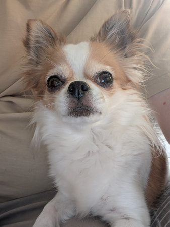 nice funny detail of small chihuahua headの写真素材