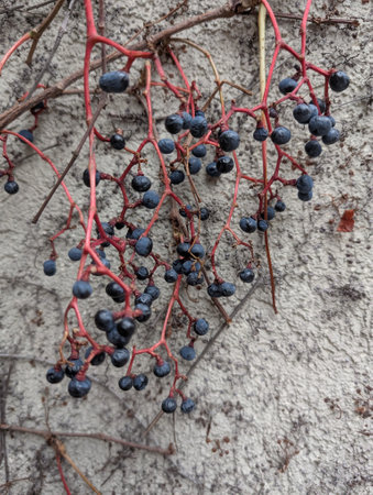 wild wine grapes as very nice natural backgroundの写真素材