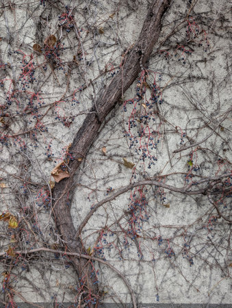 wild wine grapes as very nice natural backgroundの写真素材