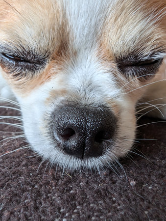 nice funny detail of small chihuahua headの写真素材