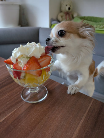 small chihuahua is eating at homeの写真素材