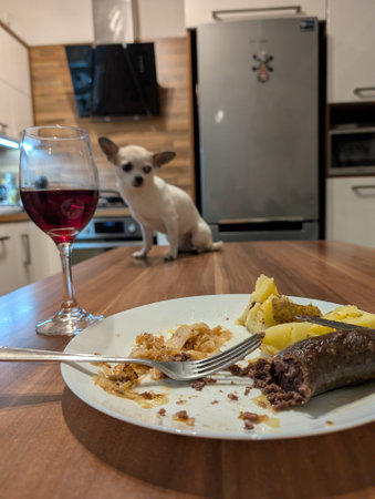 chihuahua eats human foodの写真素材