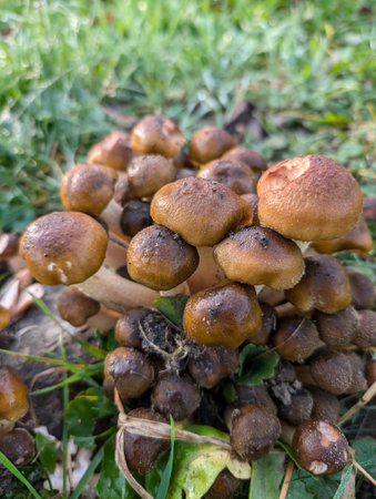 edible honey mushrooms in my gardenの写真素材
