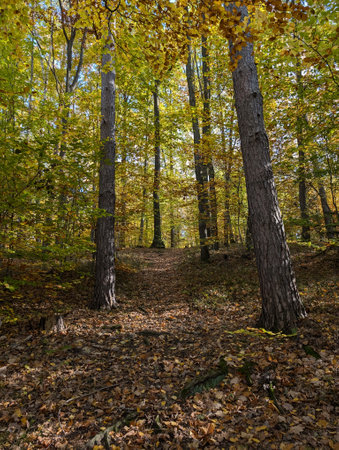 old autumn birch forest as very nice natural backgroundの写真素材