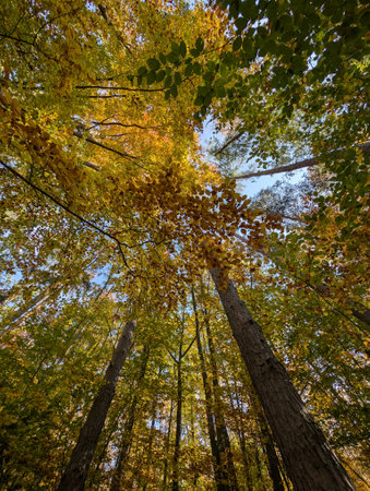 old autumn birch forest as very nice natural background