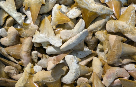 shark tooth fossil as very nice backgroundの写真素材