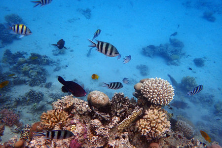 Indo-Pacific sergeant (Abudefduf vaigiensis), Sergeant major, Red Sea, Egyptの写真素材