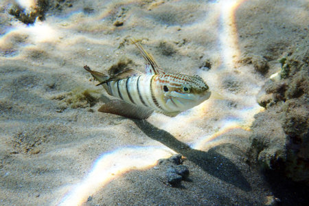 Amblygobius albimaculatus fish from the Red Sea, Egyptの写真素材