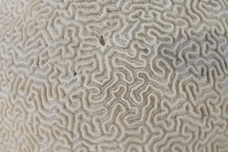 old coral fossil texture as nice natural backgroundの写真素材