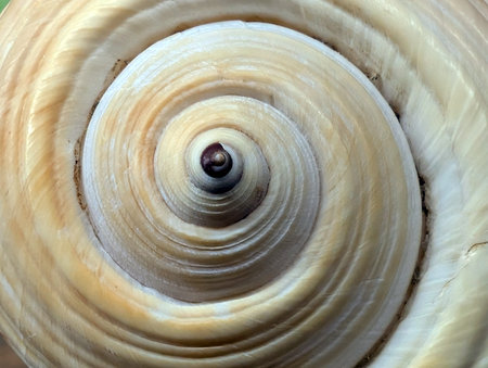 old sea shell texture as nice backgroundの写真素材