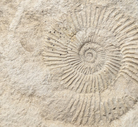 ammonite fossil animal as very nice backgroundの写真素材