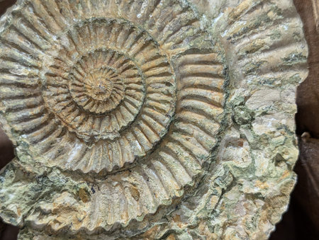 ammonite fossil animal as very nice backgroundの写真素材