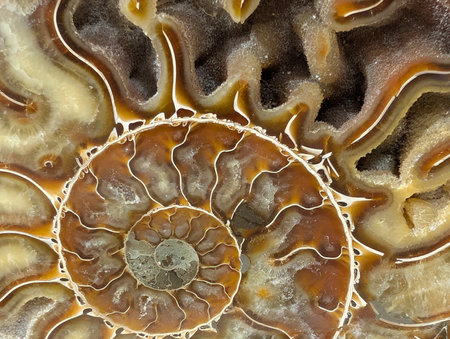 ammonite fossil animal as very nice backgroundの写真素材