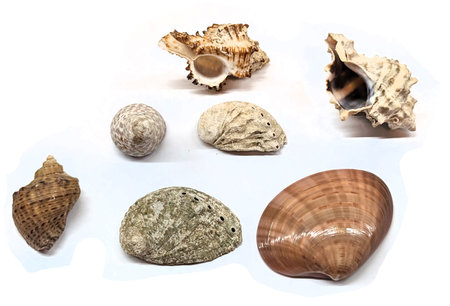 old sea shells isolated on the white backgroundの写真素材