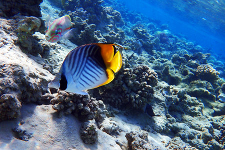 Chaetodon auriga fish from the red sea, Egypt