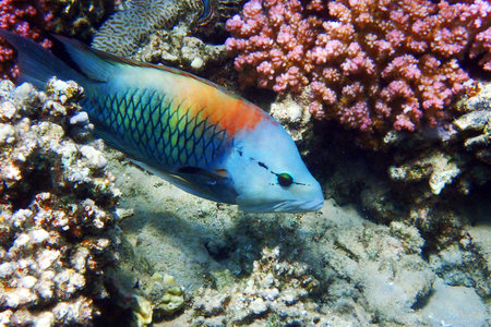 slingjaw wrasse - Epibulus insidiator, fish from Red Sea, Egypt, Makadi bayの写真素材