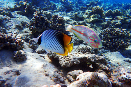 Chaetodon auriga fish from the red sea, Egyptの写真素材