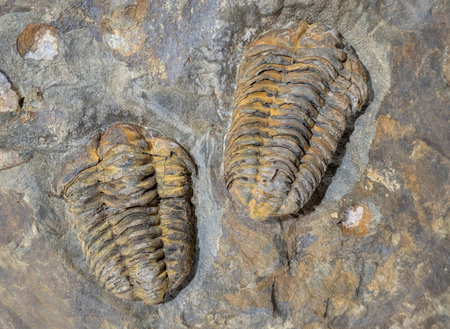 old trilobite fossil as nice natural backgroundの写真素材