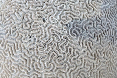 old coral fossil texture as nice natural backgroundの写真素材
