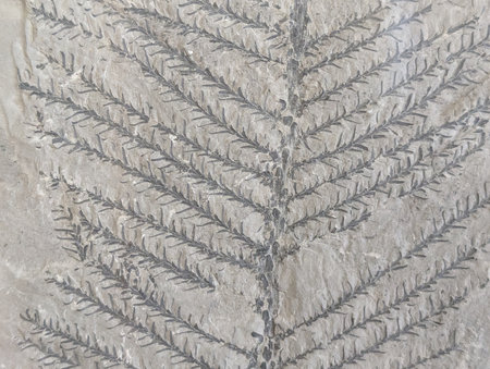 fern fossil texture as natural backgroundの写真素材
