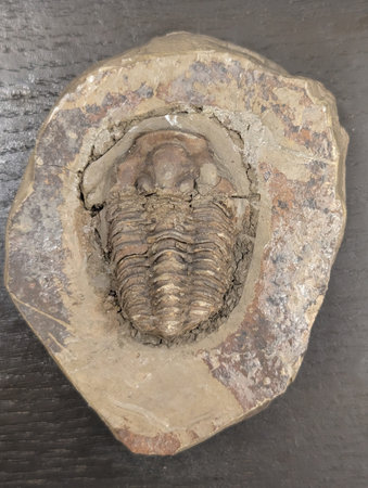 old trilobite fossil as nice natural backgroundの写真素材