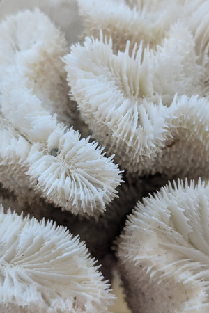 old coral fossil texture as nice natural backgroundの写真素材