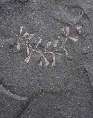 fern fossil texture as natural backgroundの写真素材