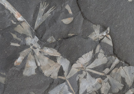 fern fossil texture as natural backgroundの写真素材