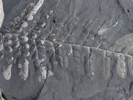 fern fossil texture as natural backgroundの写真素材