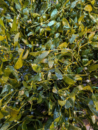 mistletoe background as nice textureの写真素材