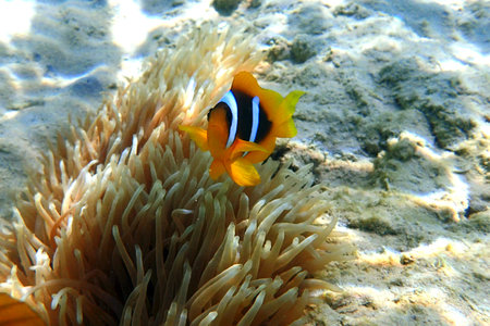 nemo fish from the red sea in makadi bayの写真素材