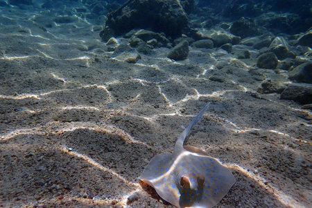 bluespotted ribbontail ray in the sand Red Seaの写真素材