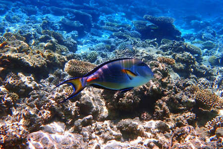 Acanthurus sohal fish from the Red Sea