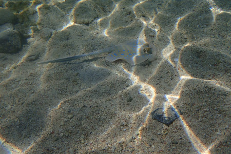 bluespotted ribbontail ray in the sand Red Sea