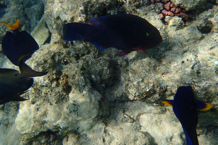 color marine life in the Red Sea Egypt, Hurghadaの写真素材