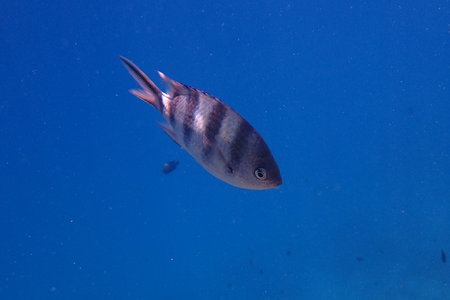 Indo-Pacific sergeant (Abudefduf vaigiensis), Sergeant major, Red Sea, Egypt