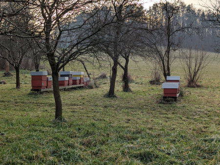 bee hives in the garden from the Czech Republicの写真素材