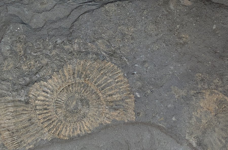 ammonite fossil animal as very nice backgroundの写真素材