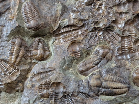 old trilobite fossil as nice natural backgroundの写真素材