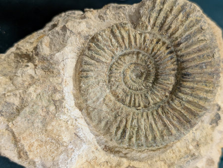 ammonite fossil animal as very nice backgroundの写真素材