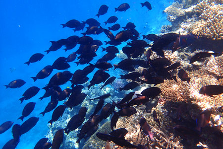 color marine life in the Red Sea Egypt, Hurghadaの写真素材