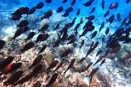 color marine life in the Red Sea Egypt, Hurghadaの写真素材