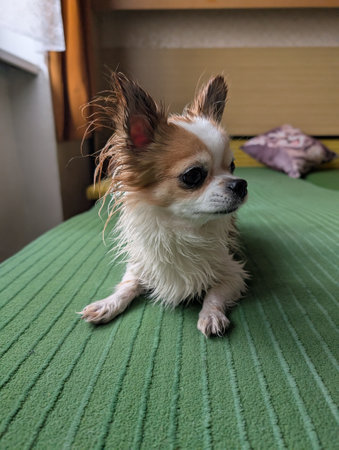 small chihuahua after big bath is restingの写真素材