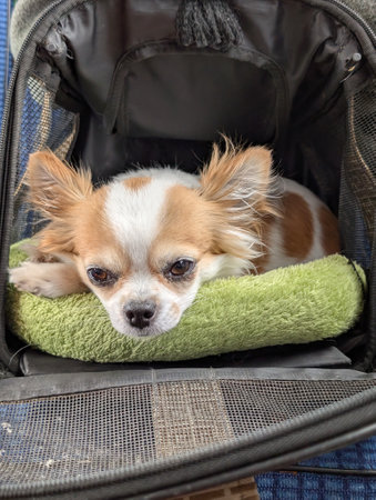 small chihuahua is resting in the travel bagの写真素材