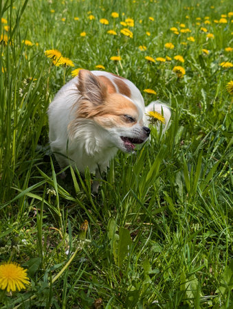 small chihuahua is walking in the green grassの写真素材