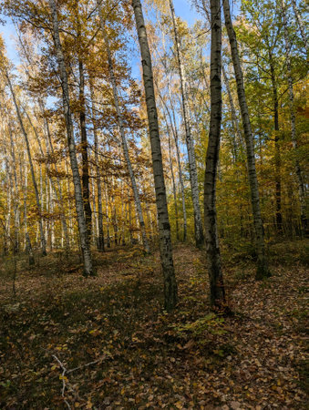 color autumn forest as nice natural backgroundの写真素材
