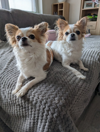 two small chihuahuas are resting on the bedの写真素材